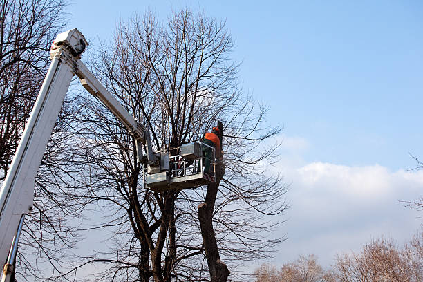 Best Tree Disease Treatment  in Beresford, SD
